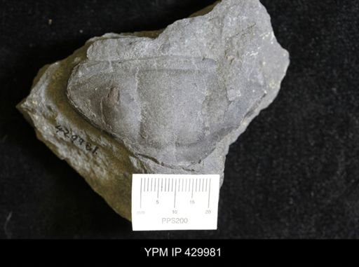 Dipleura dekayi