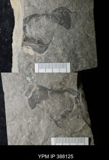 Acutiramus sp.
