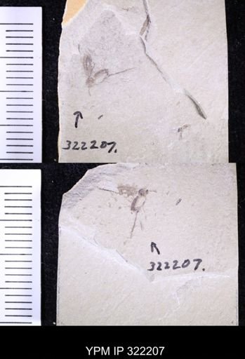 undet. Mycetophilidae