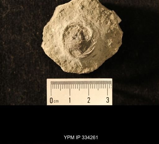 Isorophus cincinnatiensis