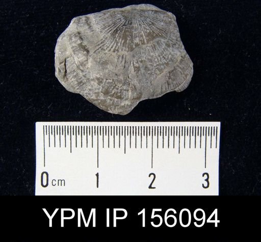 Strophomena fluctuosa gamachiana