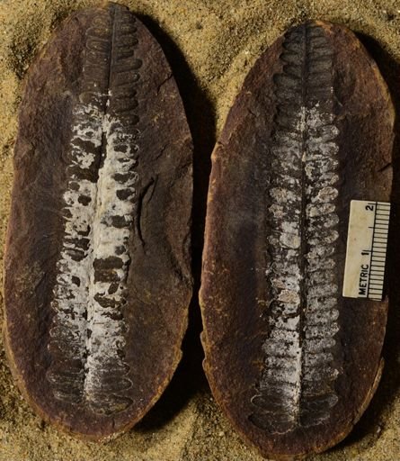 Pecopteris