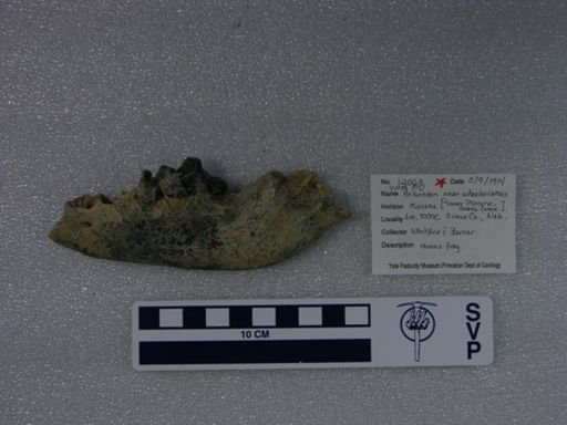 Aelurodon nr. wheelerianus