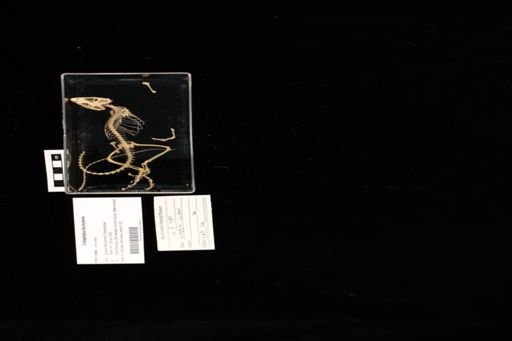 Crotaphytus bicinctores