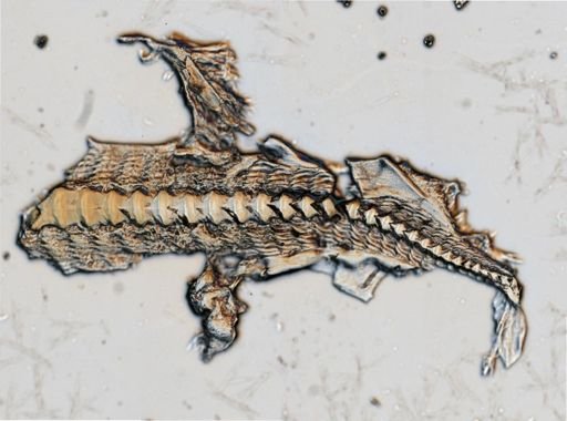 Dendronotus frondosus