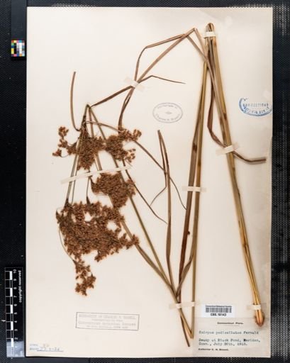 Scirpus pedicellatus