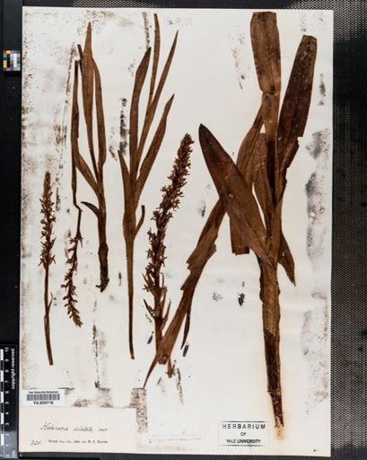 Plantae