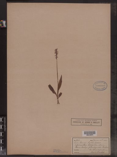 Spiranthes latifolia