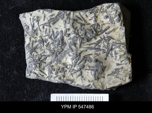 Tentaculites gyracanthus