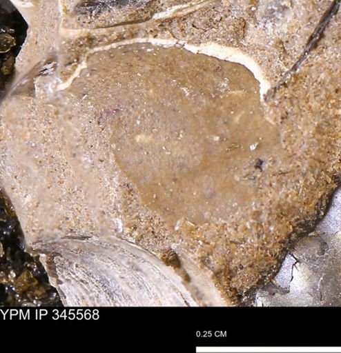 undet. Bivalvia