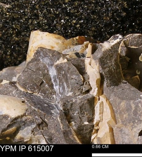 undet. Mollusca