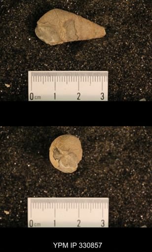 Meekospira peracuta choctawensis