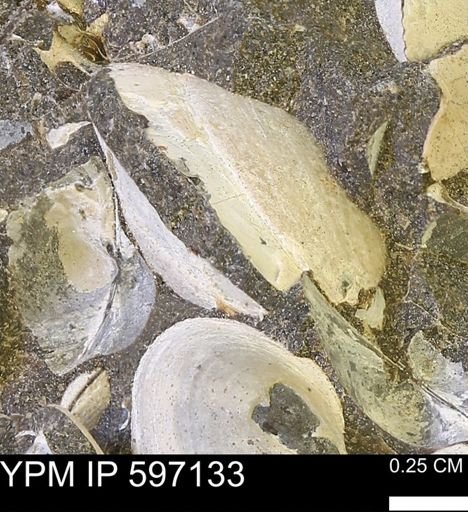 Limopsis striatopunctatus