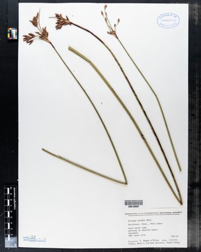 Scirpus acutus