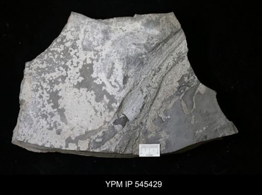undet. Eurypterida