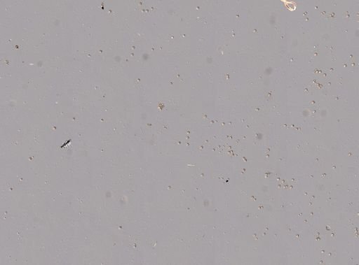 Chondrilla nucula