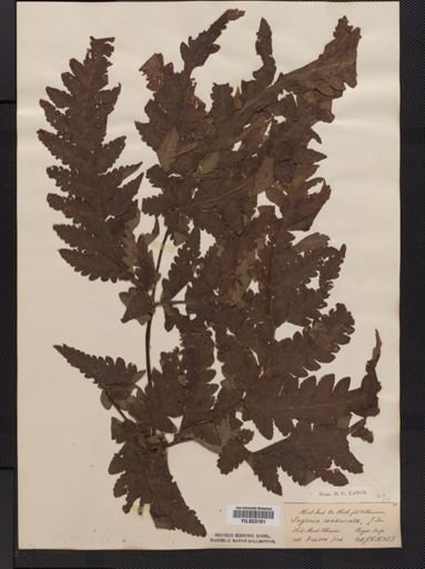 Tectaria