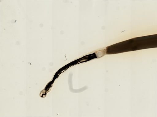 Myopsida