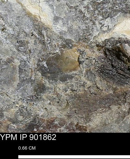 undet. Mollusca