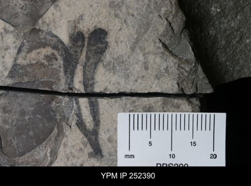 Cooksonia sp.