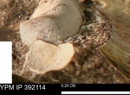 Protocardia sp.