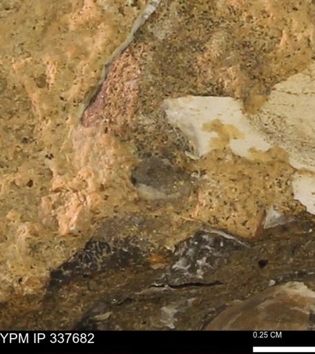 undet. Mollusca