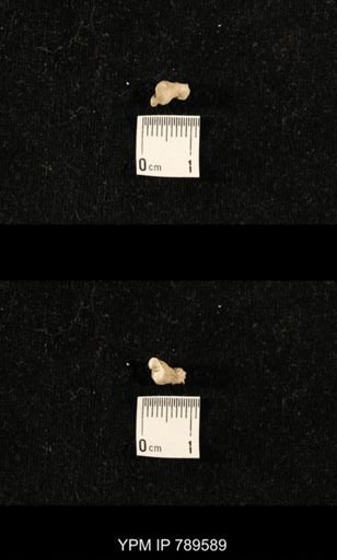 undet. Bryozoa