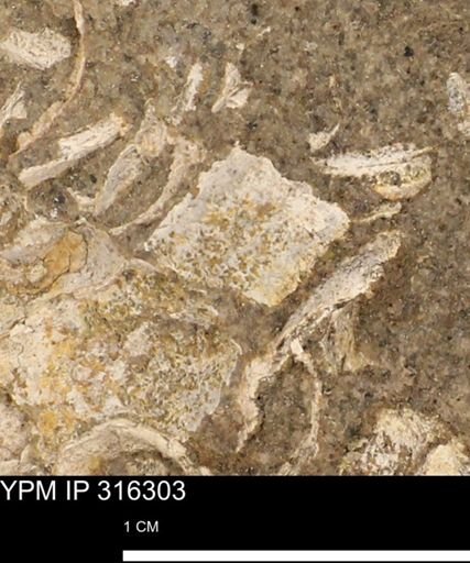 undet. Mollusca