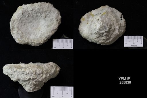 Hyalotragos pezizoides