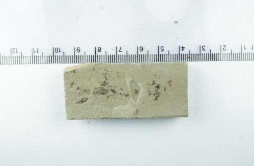undet. Formicidae
