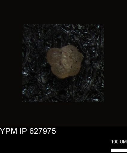 undet. Foraminiferida