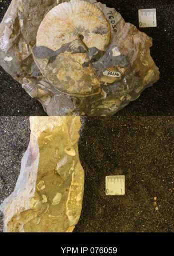 Hoploscaphites birkelundi
