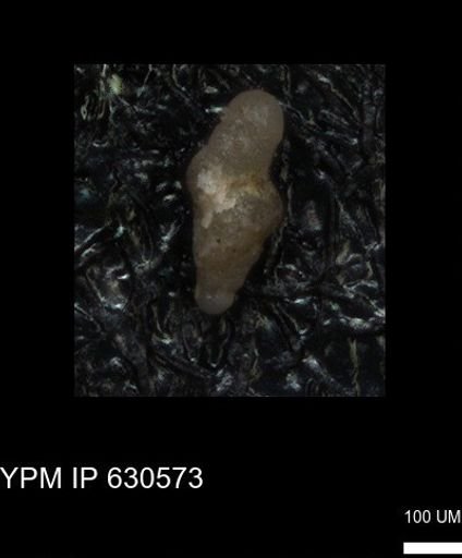 undet. Foraminiferida