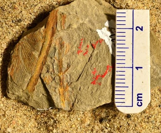Asterophyllites