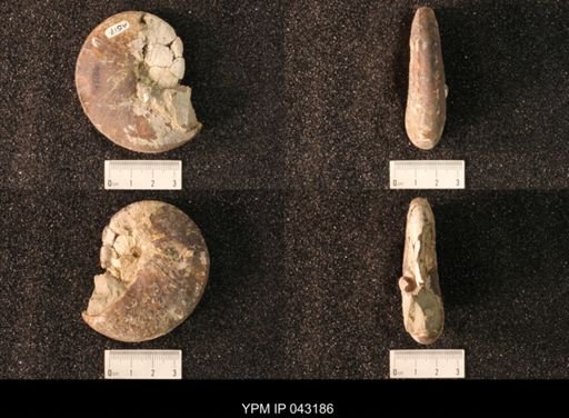 Hoploscaphites nicolletii