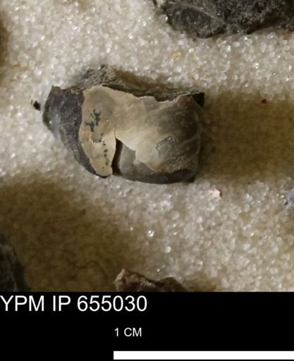 Protocardia