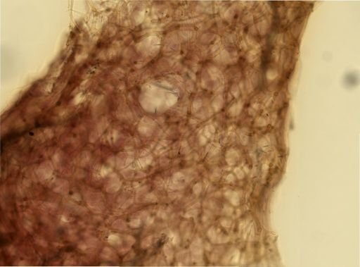 Hippospongia?