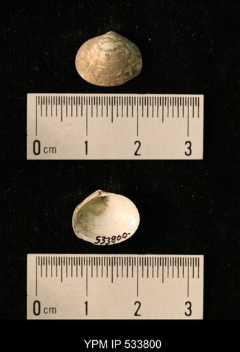 Macoma groenlandica