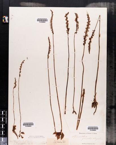 Spiranthes gracilis