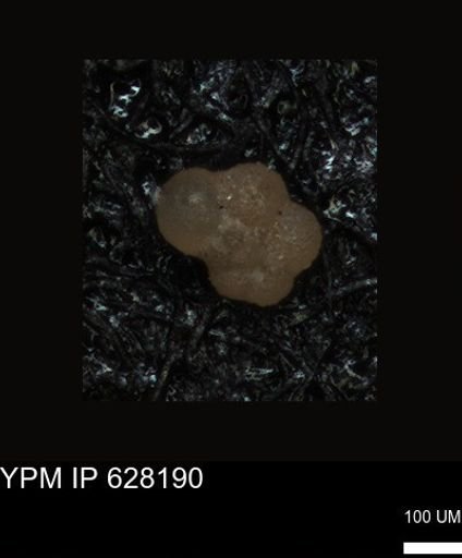 undet. Foraminiferida