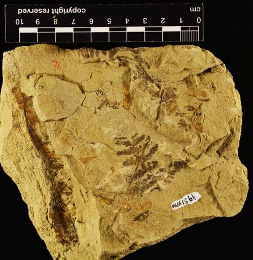 Cynepteris lasiophora