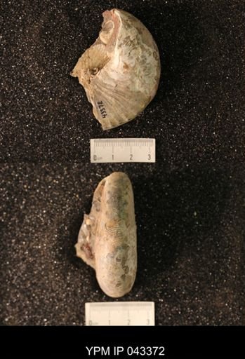 Hoploscaphites nicolletii