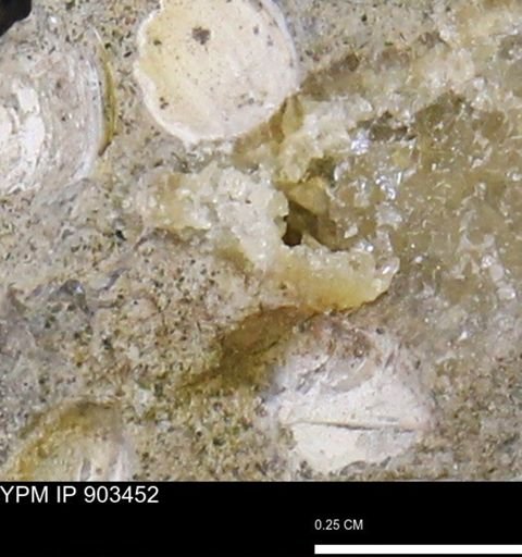 undet. Mollusca