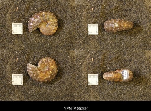 Discoscaphites gulosus