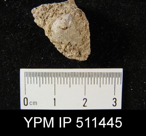 undet. Brachiopoda