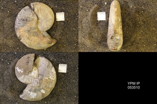 Hoploscaphites nicolletii