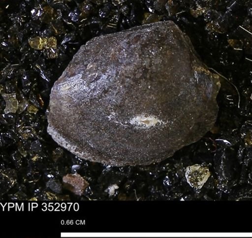 Limopsis striatopunctatus