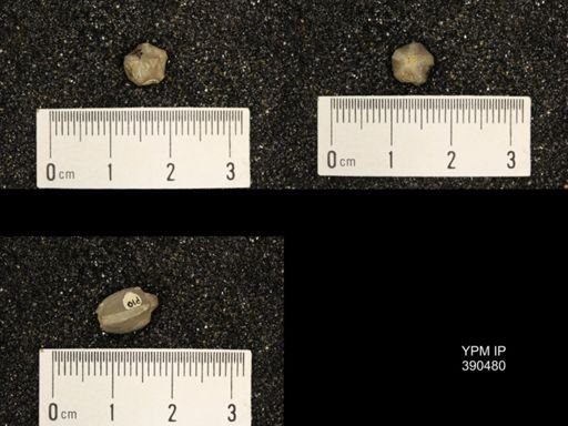 Pentremitidea filosa