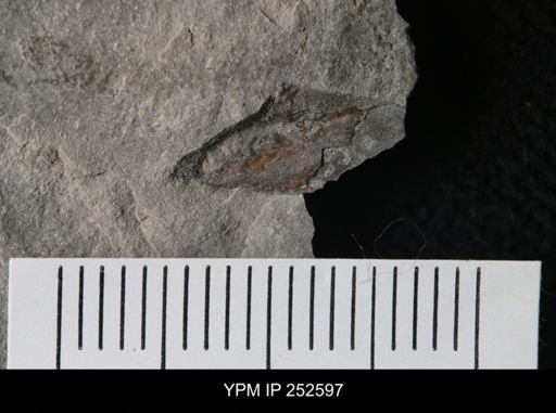 undet. Eurypterida
