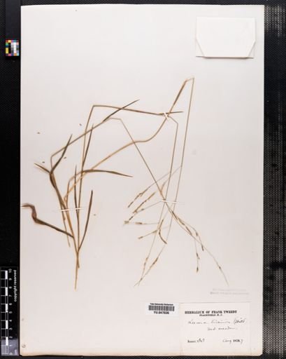 Leersia virginica